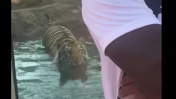 Тигр охотится на стоящего к нему спиной посетителя зоопарка - Sputnik Азербайджан