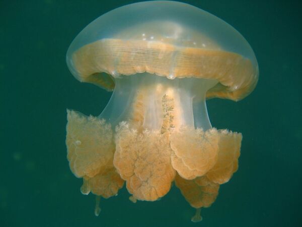 Медуза в озере медуз на Палау - Sputnik Азербайджан