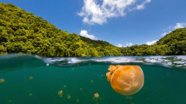 Озеро медуз на Палау - Sputnik Азербайджан