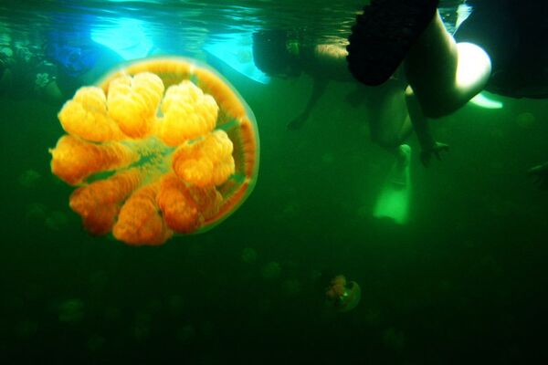 Подводное плавание в озере медуз на Палау - Sputnik Азербайджан