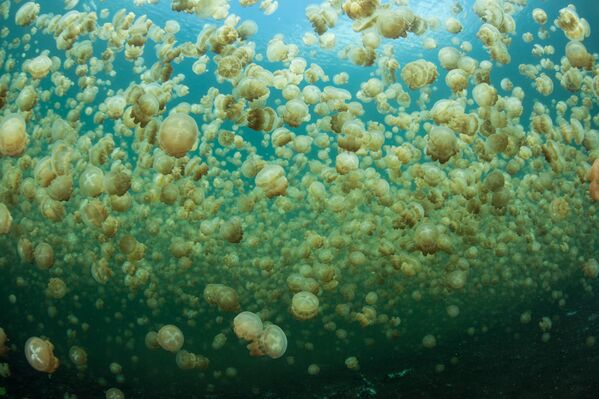 Миллионы медуз в толще воды морского озера в Республике Палау - Sputnik Азербайджан