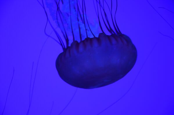 Медуза в толще воды - Sputnik Азербайджан