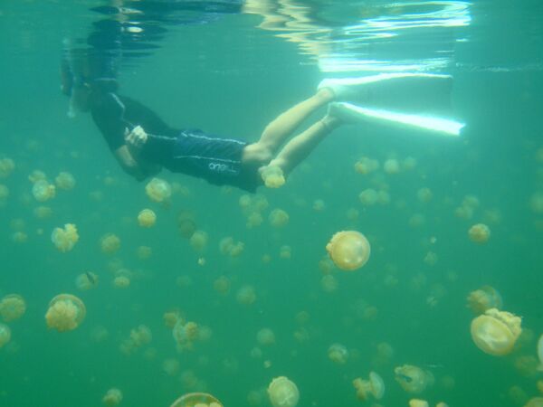 Дайвер в озере медуз на Палау - Sputnik Азербайджан