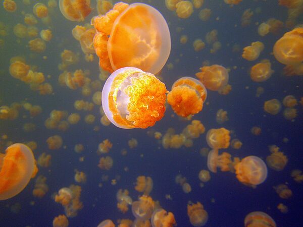 Подводные обитатели озера медуз на Палау - Sputnik Азербайджан