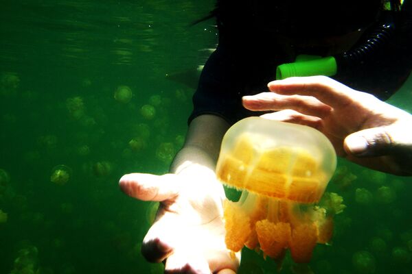 Подводное плавание в озере медуз на Палау - Sputnik Азербайджан