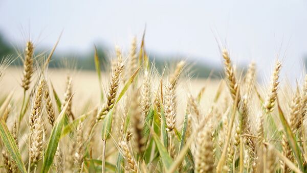Пшеничное поле, фото из архива - Sputnik Azərbaycan