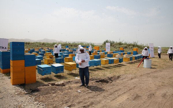 В Джоджуг Марджанлы созданы тепличные и пчеловодческие хозяйства - Sputnik Азербайджан
