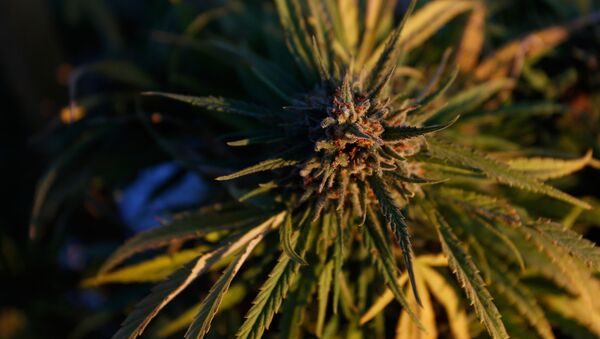 Ростки конопли на самой большой в Америке легальной ферме по выращиванию марихуаны в Лос Суэносе - Sputnik Azərbaycan