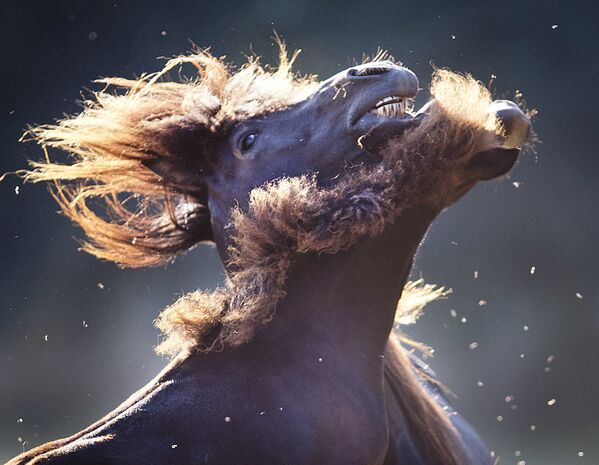 Лошадь и жеребенок отмахиваются от мух на сухом лугу в Вертхайме, Германия - Sputnik Азербайджан