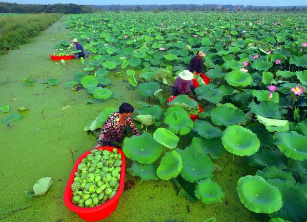 Сбор урожая семенных стручков лотоса на озере в китайской местности Таньчэн - Sputnik Азербайджан
