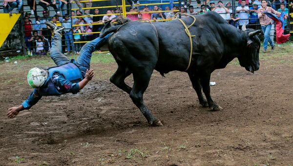 Бой быков в Манагуа в честь святого Доминика, святого покровителя города, Никарагуа - Sputnik Азербайджан