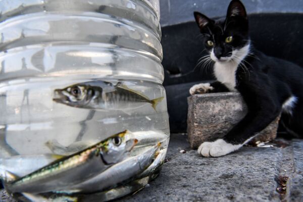 Кошка смотрит на рыб в пластиковом контейнере в районе Каракей в Стамбуле, Турция - Sputnik Азербайджан