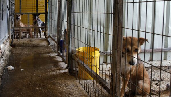 Собаки в ветеринарной клинике, фото из архива - Sputnik Азербайджан