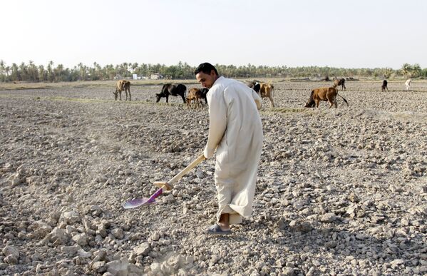 Мужчина на поле, пострадавшем от засухи, в регионе Мишхаб, Ирак - Sputnik Азербайджан