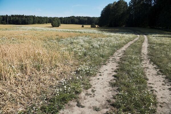 Поврежденное пшеничное поле в Швеции - Sputnik Азербайджан