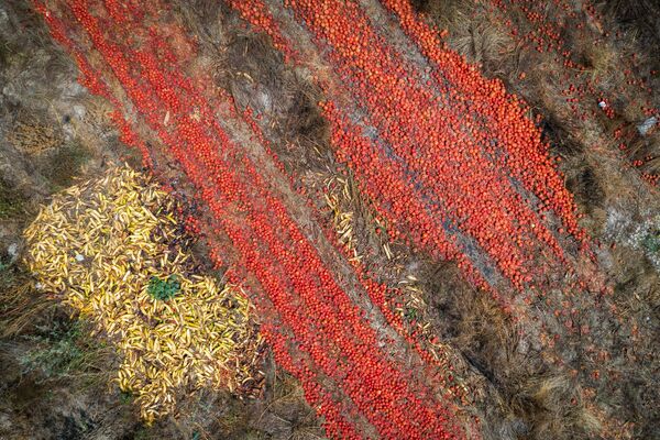 Выброшенные перезрелые томаты на поле в западной Швейцарии - Sputnik Азербайджан
