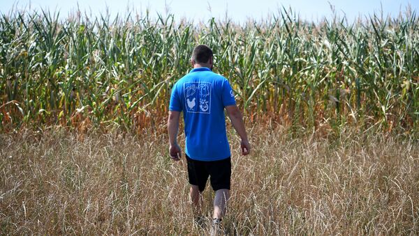 Фермер на кукурузном поле, охваченном засухой, Франция - Sputnik Азербайджан