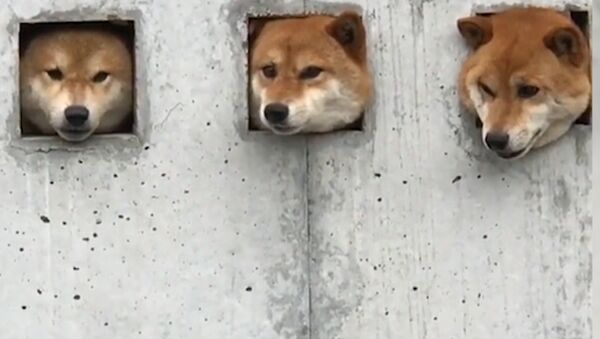 Три собаки в Японии прославились благодаря необычной стене - Sputnik Азербайджан