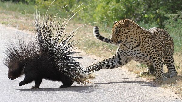 Голодный леопард против колючего дикобраза - Sputnik Азербайджан