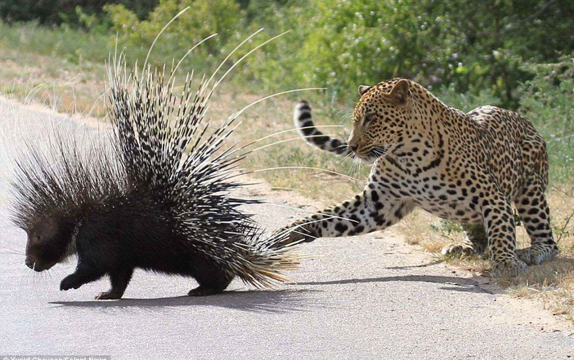 Голодный леопард пытается съесть дикобраза