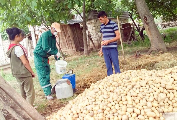 В Азербайджане на картофельных полях обнаружены вредители В Азербайджане на картофельных полях обнаружены вредители - Sputnik Азербайджан