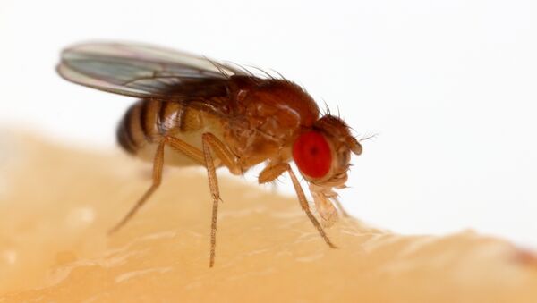 Плодовая мушка Drosophila melanogaster - Sputnik Азербайджан