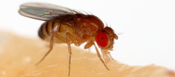 Плодовая мушка Drosophila melanogaster Плодовая мушка Drosophila melanogaster - Sputnik Азербайджан