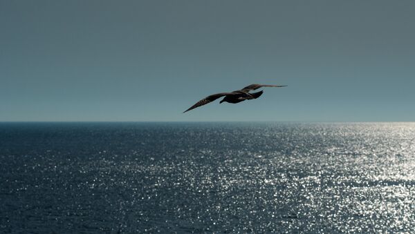 Чайка над морем, фото из архива - Sputnik Azərbaycan