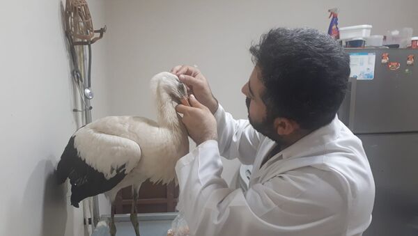 Турецкий ветеринар Джихан Парлар осматривает аиста - Sputnik Азербайджан