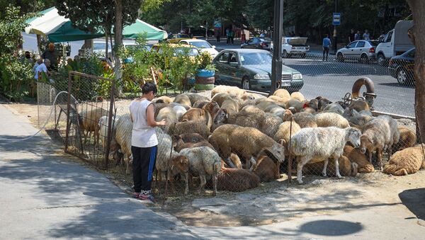 Незаконная продажа и забой скота на улицах Баку - Sputnik Азербайджан