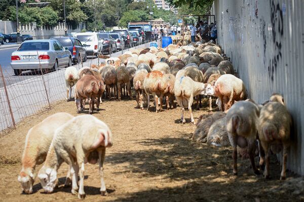 Незаконная продажа и забой скота на улицах Баку - Sputnik Азербайджан