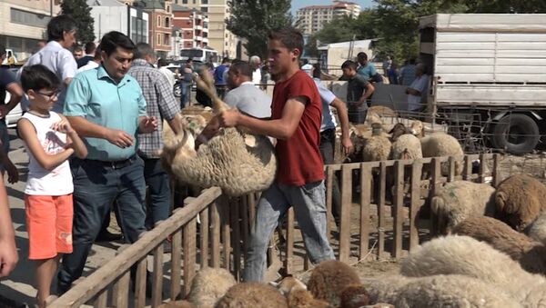 Гурбан байрам в Баку: как выбирают животных для жертвоприношения - Sputnik Азербайджан