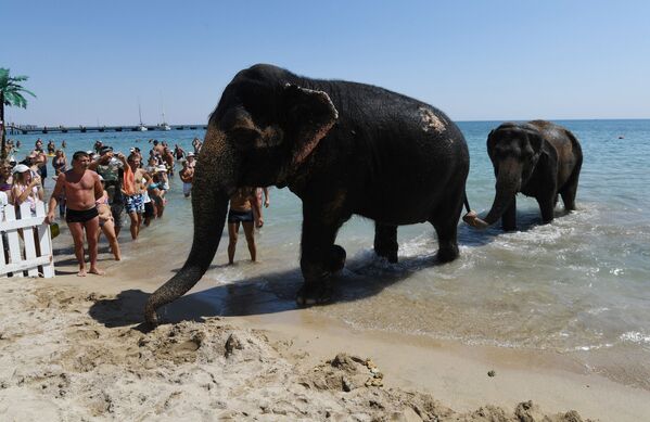 Индийские слоны Дженни и Магда из гастролирующего циркового шоу выходят на пляж после купания в море в Евпатории - Sputnik Азербайджан