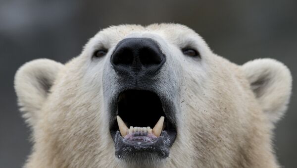 Белый медведь, фото из архива - Sputnik Азербайджан