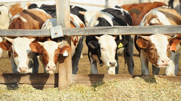 Поголовье крупного рогатого скота, фото из архива - Sputnik Азербайджан