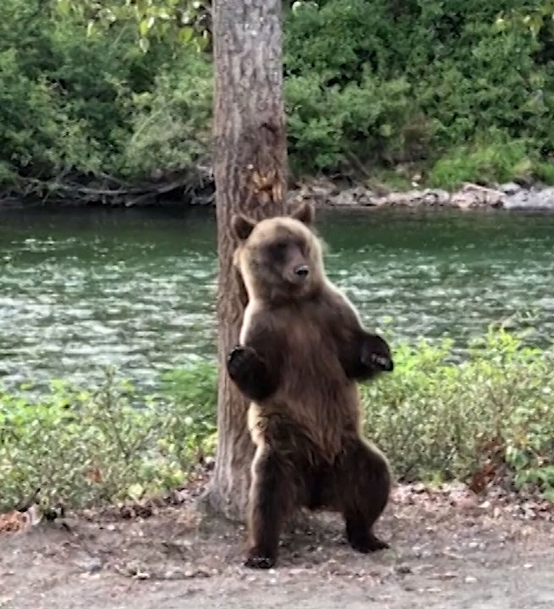 Песня танец медведей. Танцующий медведь. Танец медведя. Медведь танцует. Парк танцующих медведей в Болгарии.