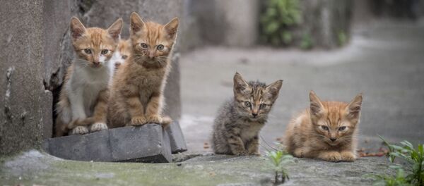 Пять котят, фото из архива - Sputnik Азербайджан