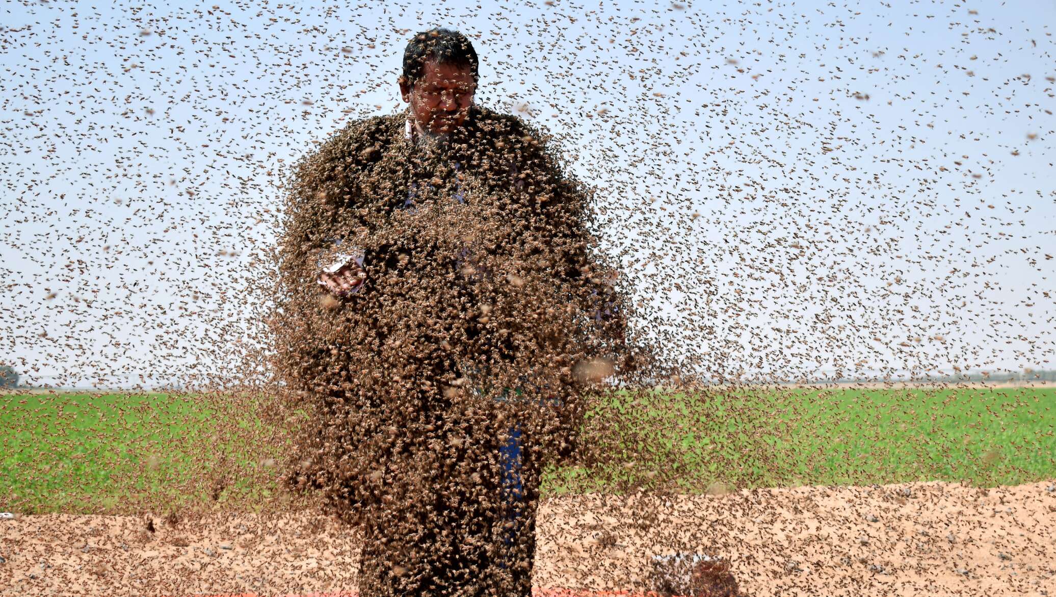 В сентябре был собран рекордный. Мировой рекорд по количеству пчёл. Рекорд Гиннесса пчелы на человеке.