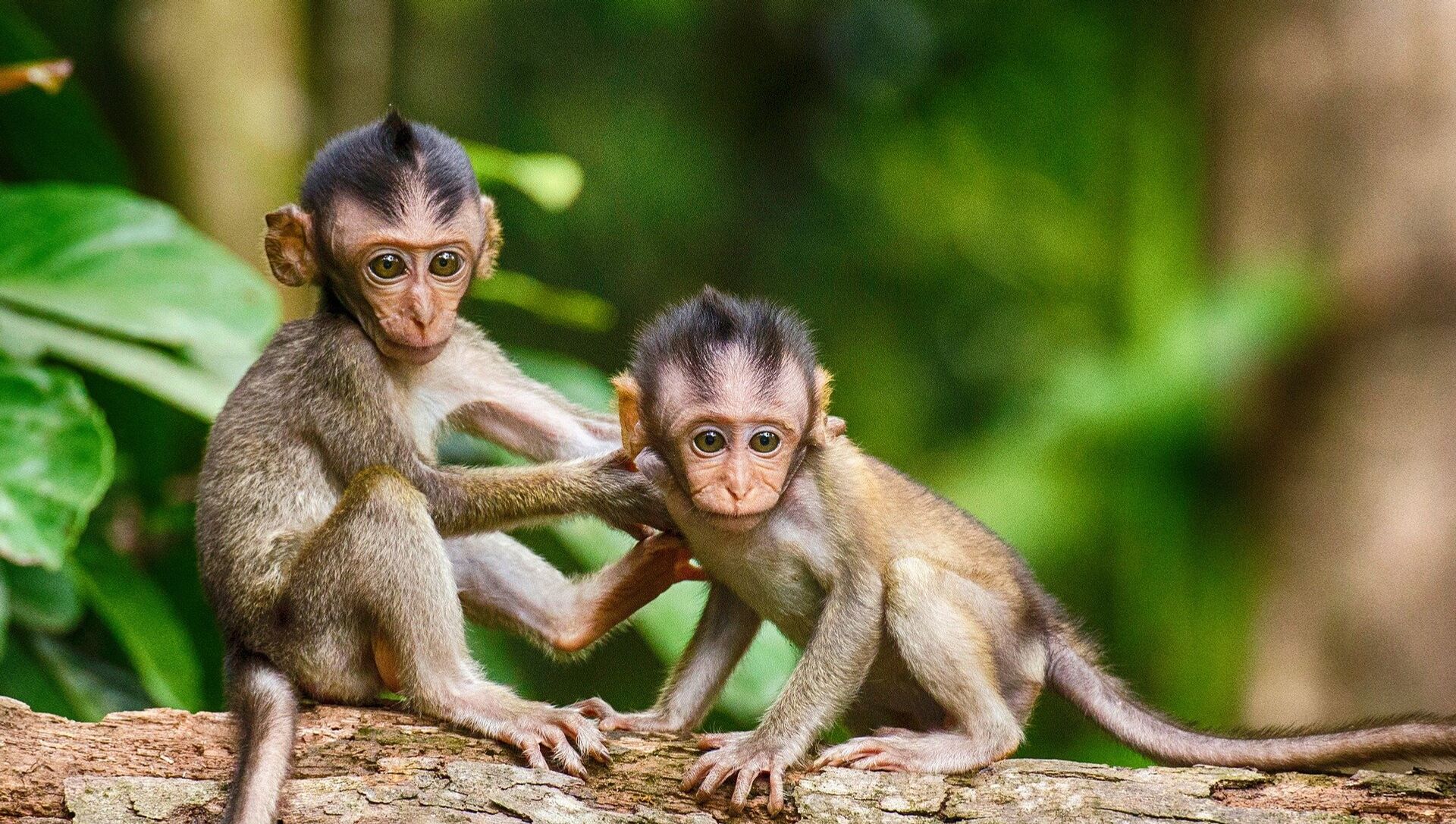Детеныши обезьян, фото из архива 