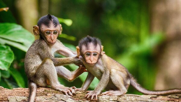 Детеныши обезьян, фото из архива - Sputnik Азербайджан