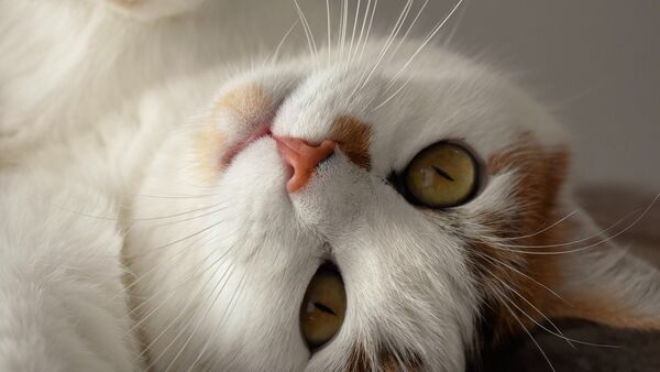 Кошка, фото из архива - Sputnik Азербайджан