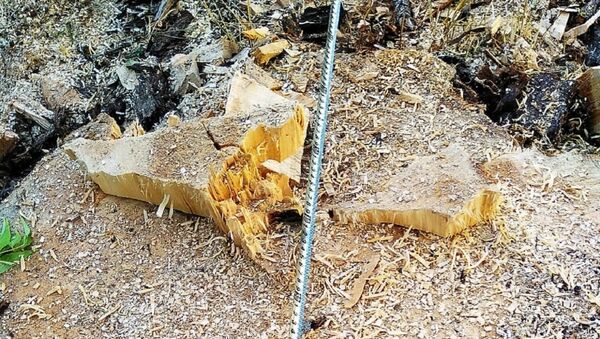Şamaxı rayonu ərazisində keçirilən reyd zamanı doğranmış ağac materialının daşınması faktı aşkar olunub - Sputnik Azərbaycan