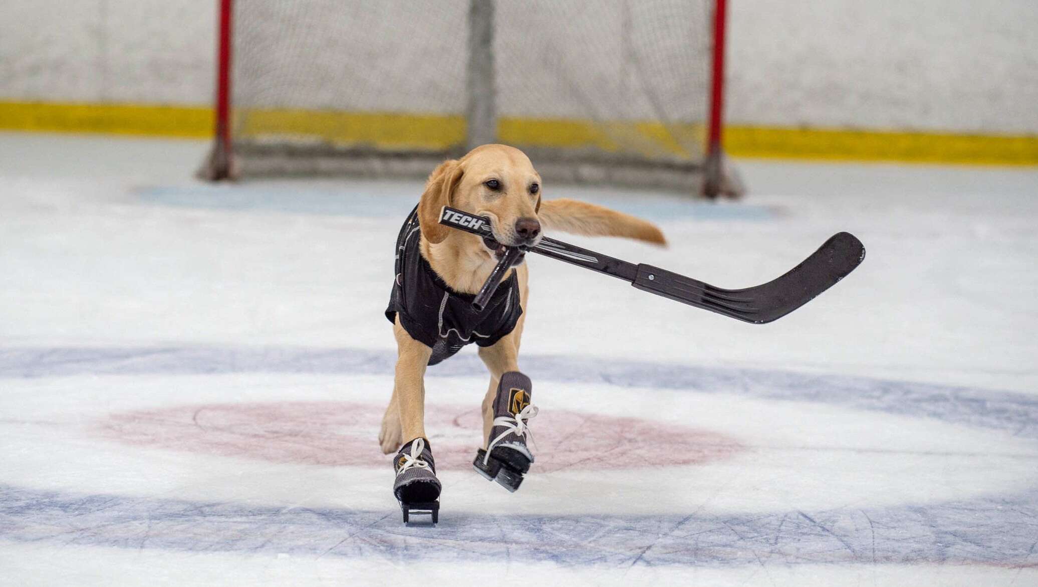 Собака в хоккейной форме