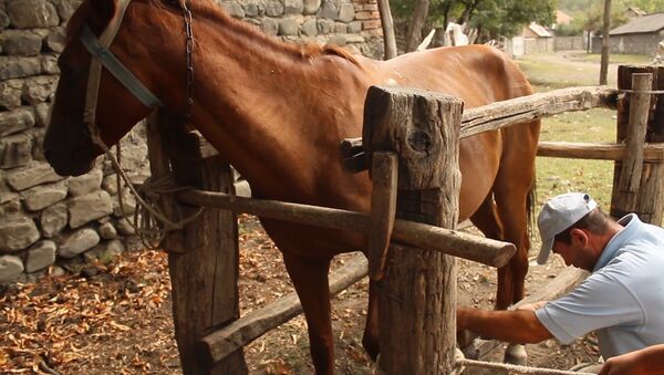 Педикюр для скакуна: как азербайджанский кузнец подковывает лошадь - Sputnik Азербайджан