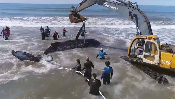 Выброшенный на берег горбатый кит спасен - Sputnik Азербайджан
