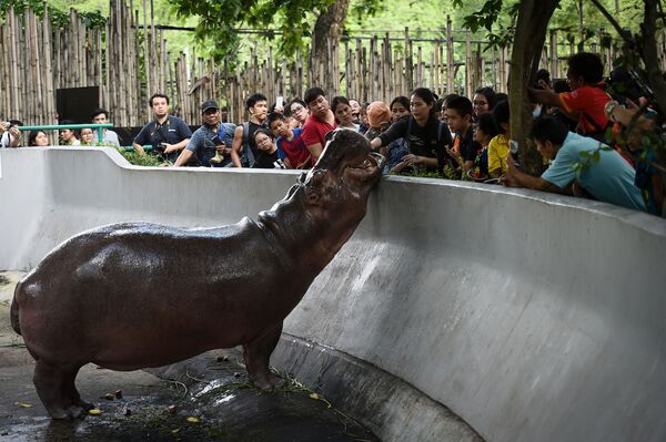 Посетители кормят бегемота в зоопарке Бангкока - Sputnik Азербайджан