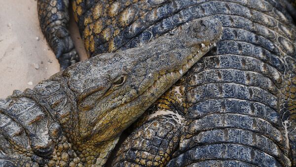 Крокодил, фото из архива - Sputnik Азербайджан