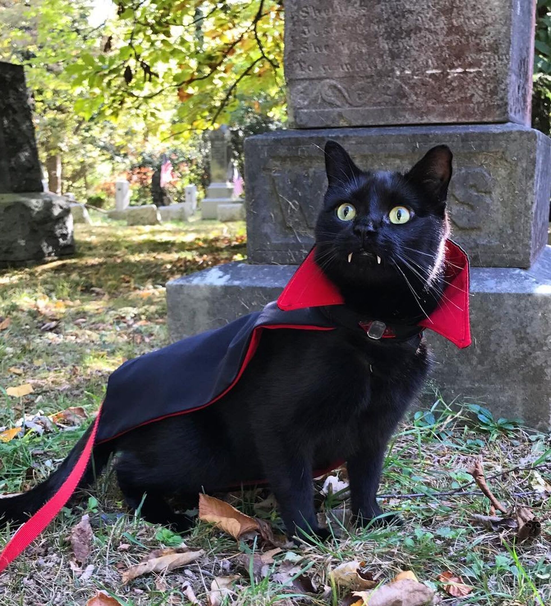 Кот оказался вампиром. Кот Мрякула. Черный кот вампир Мрякула.