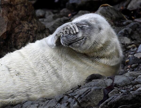 Атлантический тюлень лежит на скалах Пембрукшира, Уэльс - Sputnik Азербайджан