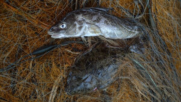 Рыба в рыболовной сети, фото из архива - Sputnik Азербайджан
